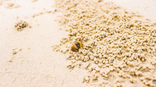 High angle view of shells on sand