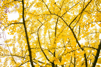 Low angle view of yellow tree against sky