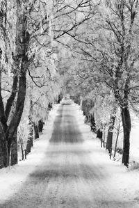 Road amidst trees during winter