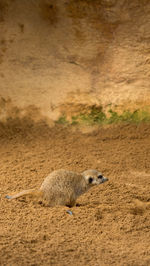 Close-up of meerkat