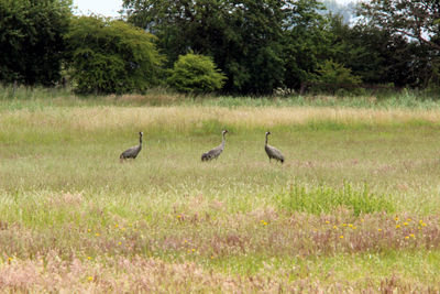 Ducks on a field