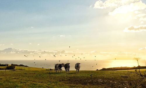 Cows on a field and flying flock of birds with view on sea 