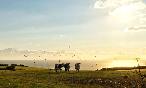 Cows on a field and flying flock of birds with view on sea 