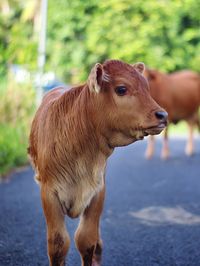 Cow looking away