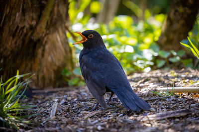 Close-up of a bird perching on a field