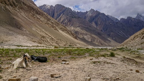 Landscape of karakorum mountain in summer, khuspang camp, k2 laila peak and gondogoro glacier