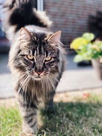 Close-up portrait of tabby cat