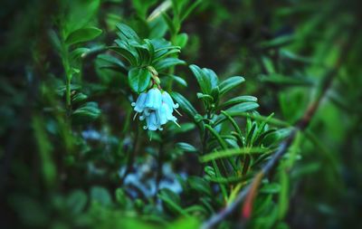 Close-up of plant