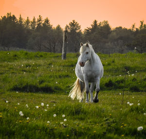 meadow