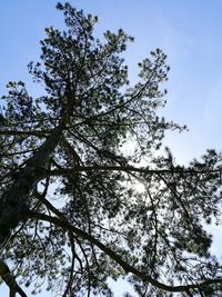 Low angle view of trees against clear sky