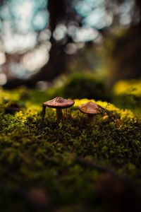 Close-up of mushrooms growing on field