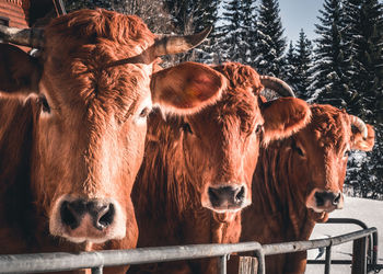 Cows in a farm