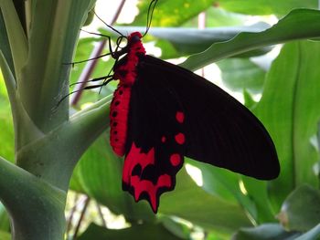 Close-up of butterfly perching on leaf