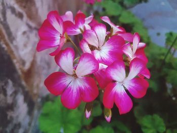 Close-up of pink flowers blooming outdoors