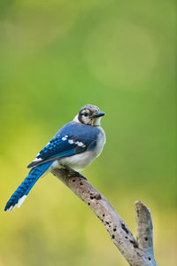 Close-up of bird perching on a tree