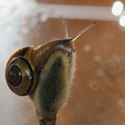 Close-up of snail