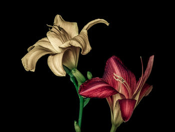 Close-up of wilted flower against black background