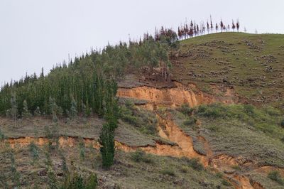 Scenic view of landscape against clear sky