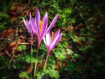 Close-up of purple crocus blooming outdoors