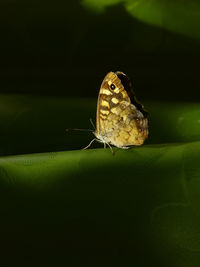 Close-up of butterfly