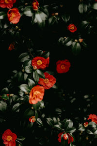 Close-up of red flowering plants