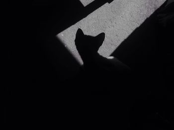 High angle view of cat