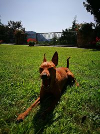 Dog on field against clear sky