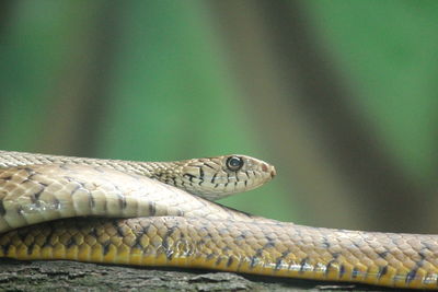 Close-up of snake