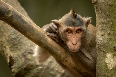 Portrait of monkey