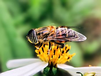 Close-up of bee pollinating on flower