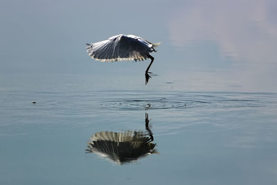 Bird flying above water