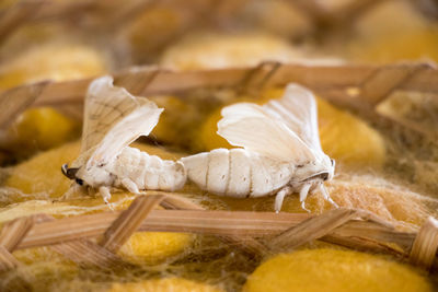 Close-up of a mushroom