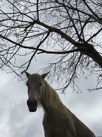 Low angle view of horse on field against sky