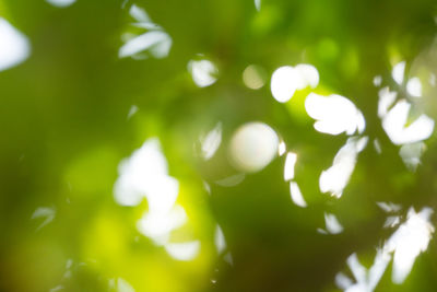 Close-up of green leaves on tree