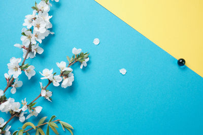 High angle view of blue and white rose on table