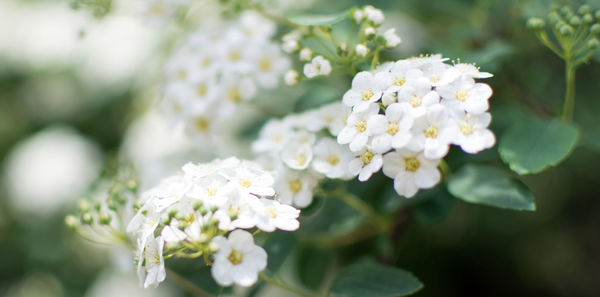 Close-up of white flowering plant