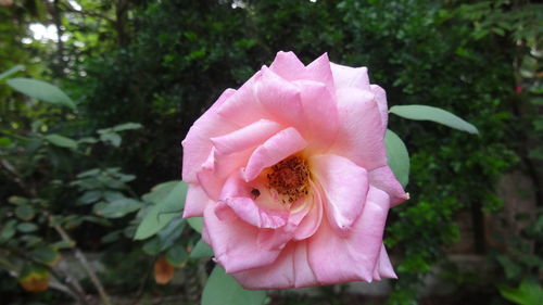 Close-up of pink rose