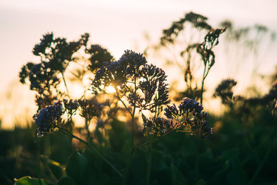 Close-up of flowers against blurred background