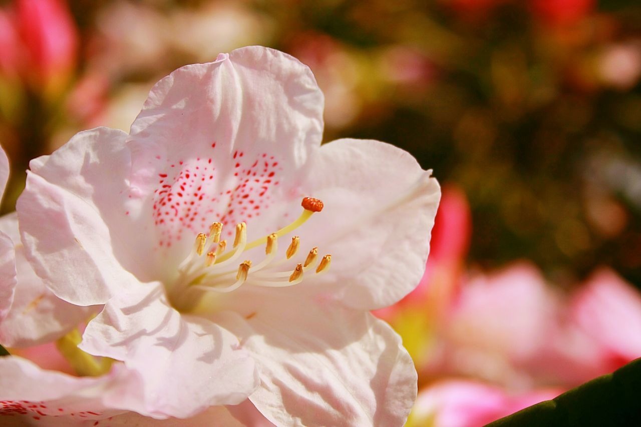 flower, petal, freshness, flower head, fragility, beauty in nature, close-up, growth, focus on foreground, pink color, nature, blooming, stamen, in bloom, blossom, plant, park - man made space, pollen, single flower, botany