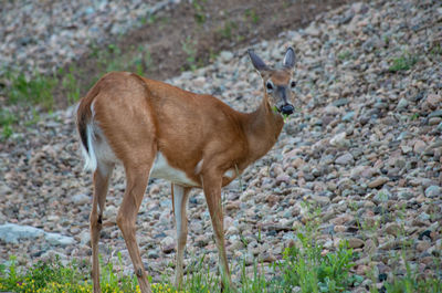 Deer standing by rocky slope