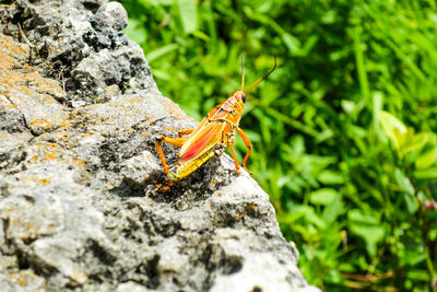 Close-up of butterfly on rock