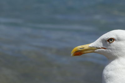 Close-up of seagull