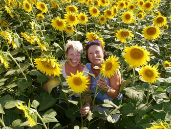 High angle portrait of smiling friends sitting amidst sunflowers on field