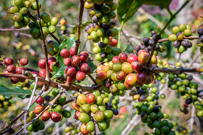 Close-up of berries growing on tree