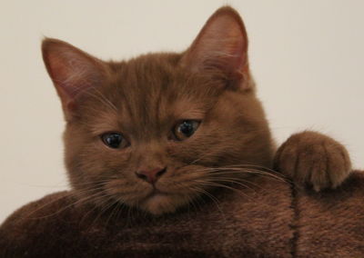 Close-up portrait of cat