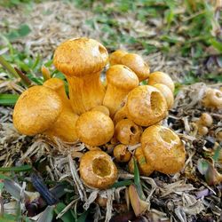 High angle view of mushrooms growing on field