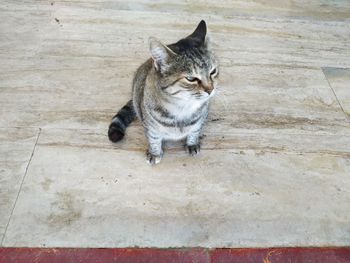 High angle view of cat sitting on floor