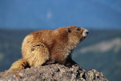 Close-up of squirrel on rock