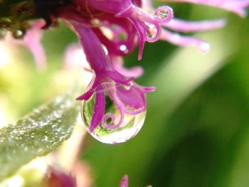 Close-up of water drops on flower