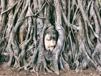 Buddha statue on trees in forest